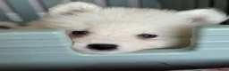 Samoyed dogs for sale: Crufts line + health tested Samoyeds - Advert 8