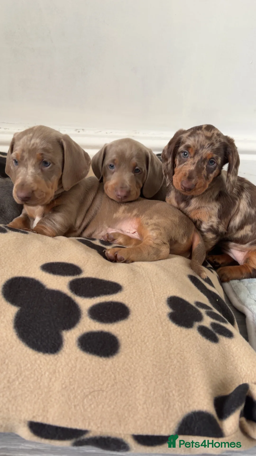 Dachshund dogs for sale: Beautiful Dachshund  in Nelson - Advert 2