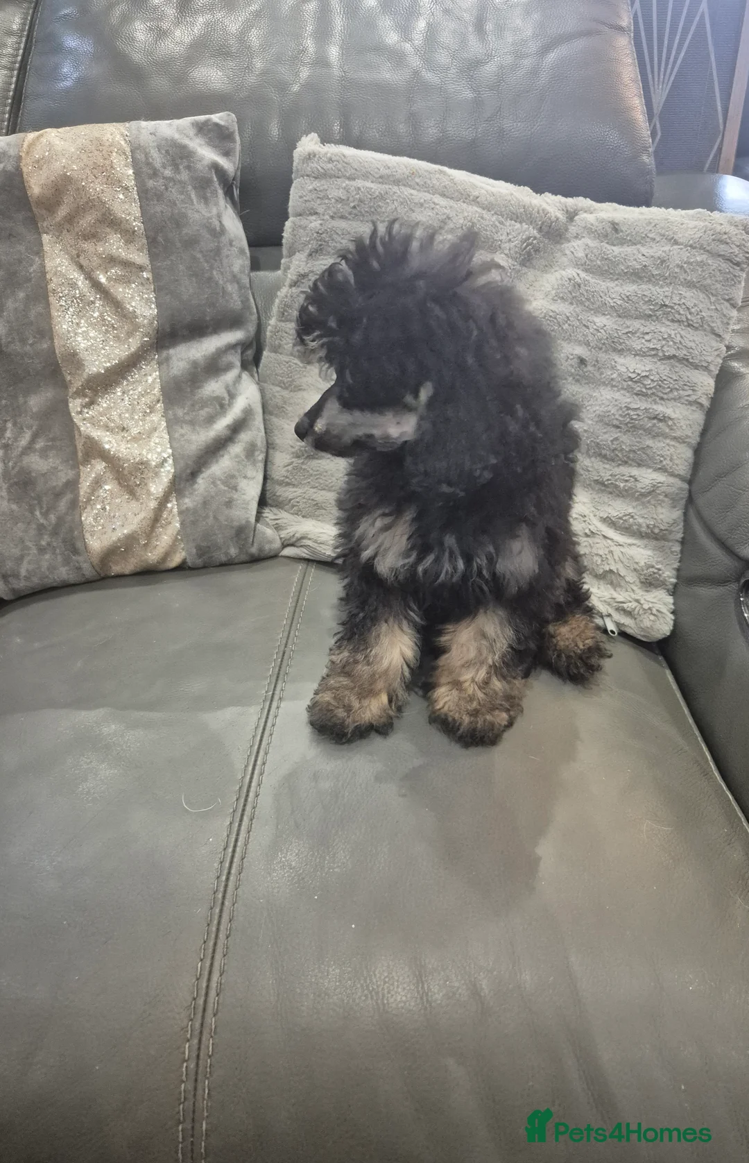 Toy Poodle dogs for sale: Poodle boys (toy x aisan) - Advert 10