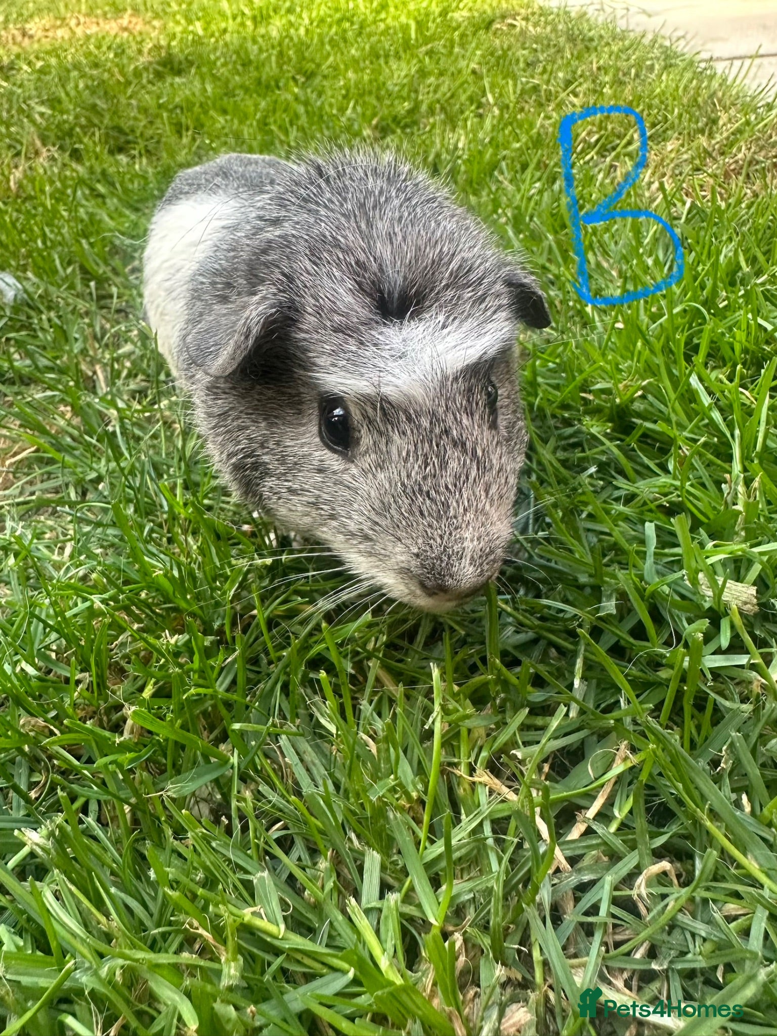 Guinea Pig rodents male Guinea Pigs For Sale - Advert 2
