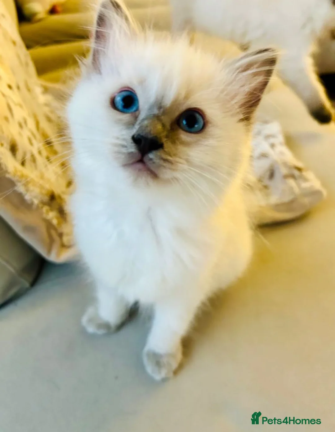 Ragdoll cats for sale: Ragdoll kittens  - Advert 1
