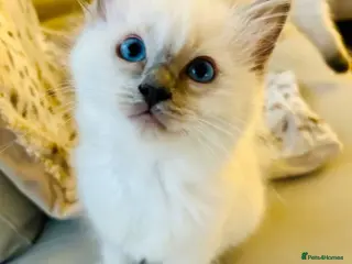 Ragdoll cats Ragdoll kittens - Advert 16
