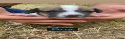 Jack Russell dogs for sale: Jack Russell X Border Terrier Jack Russell in Shrewsbury - Advert 3