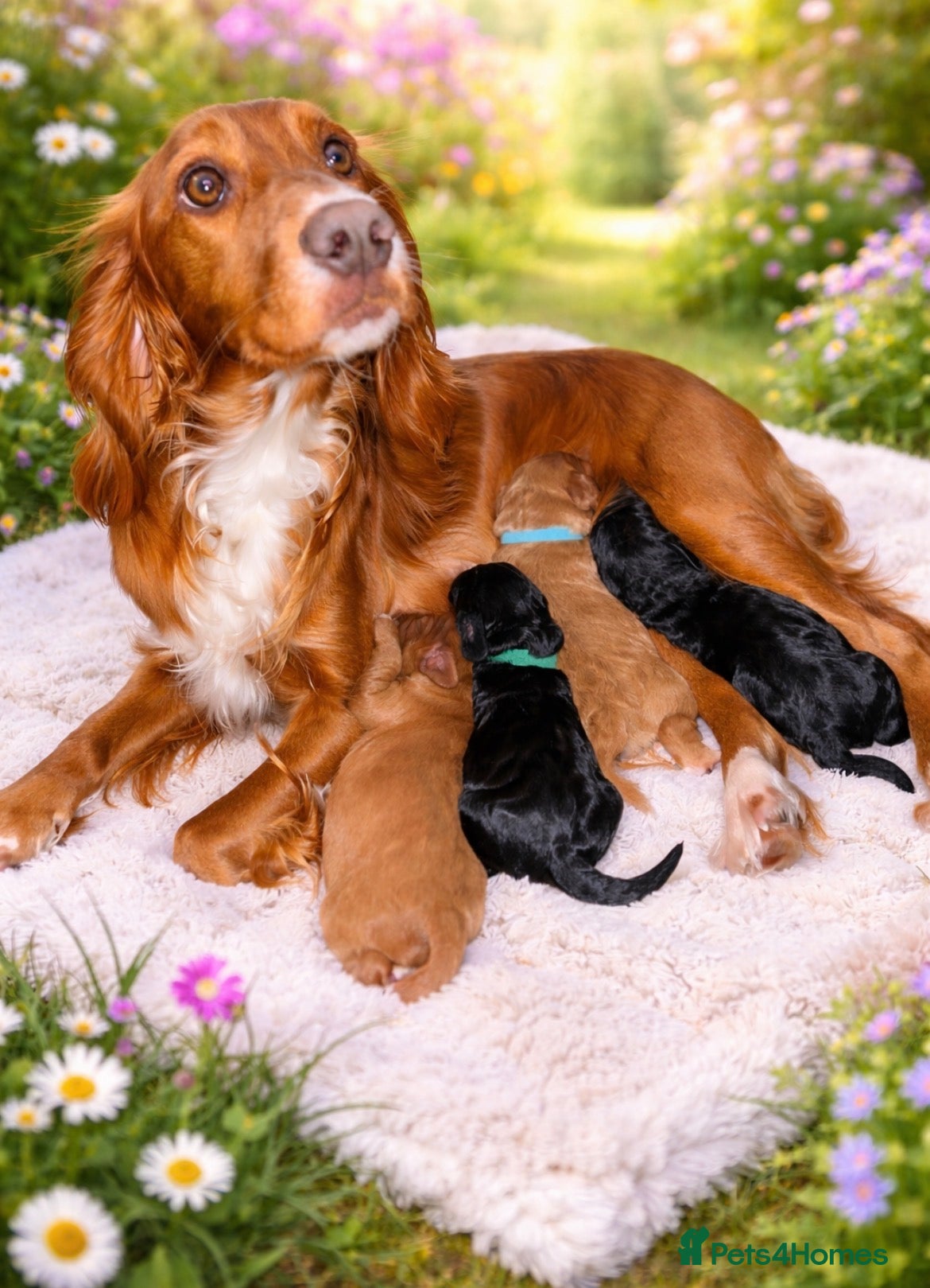 Cockapoo dogs 🌟 1 girl and 1 boy available 🌟 Cockapoo’s - Advert 12