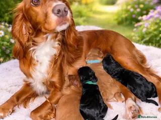 Cockapoo dogs 🌟 1 girl and 1 boy available 🌟 Cockapoo’s - Advert 12