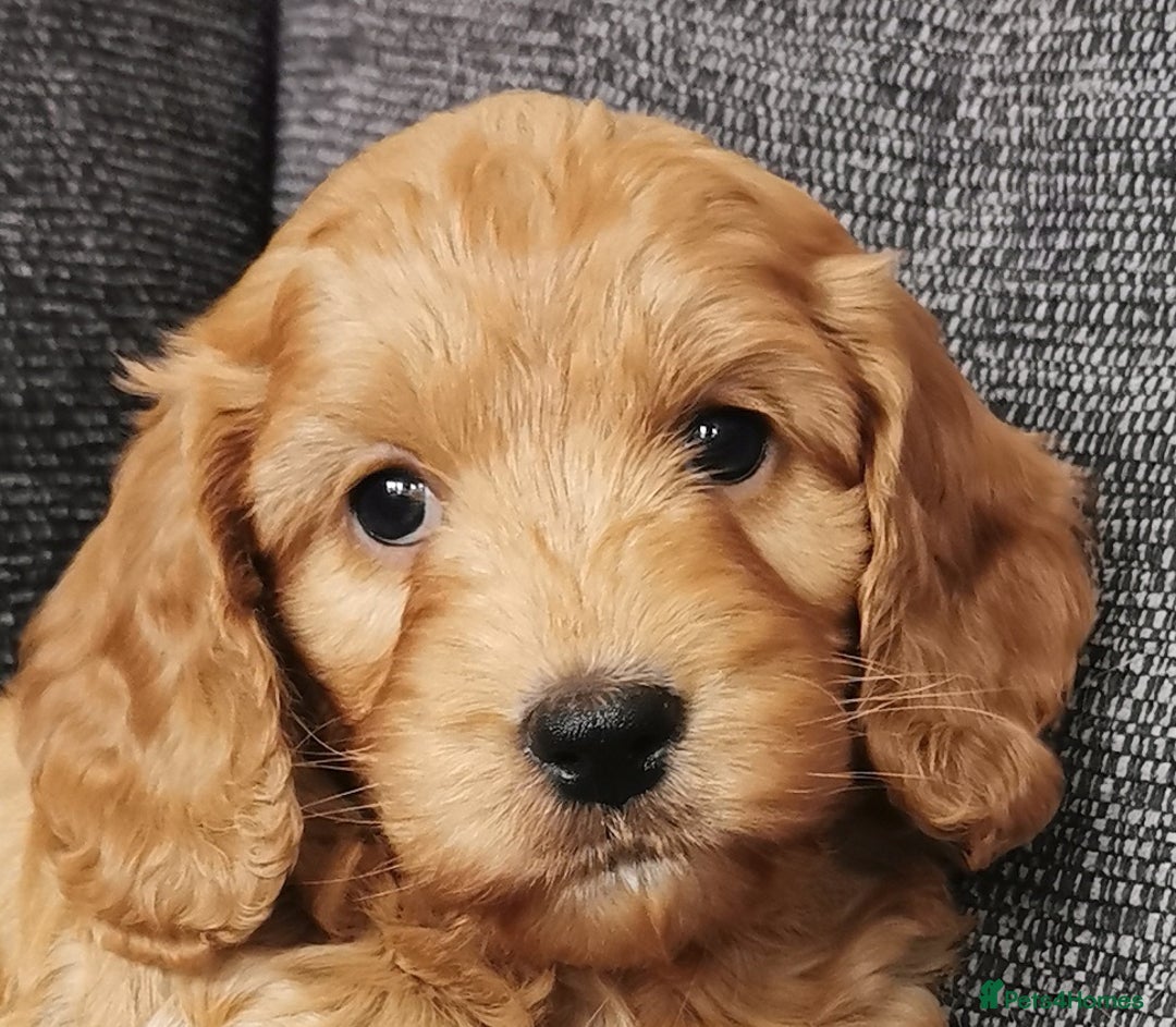 Cockapoo dogs for sale: Outstanding quality F1 Cockapoo pups  - Image 10