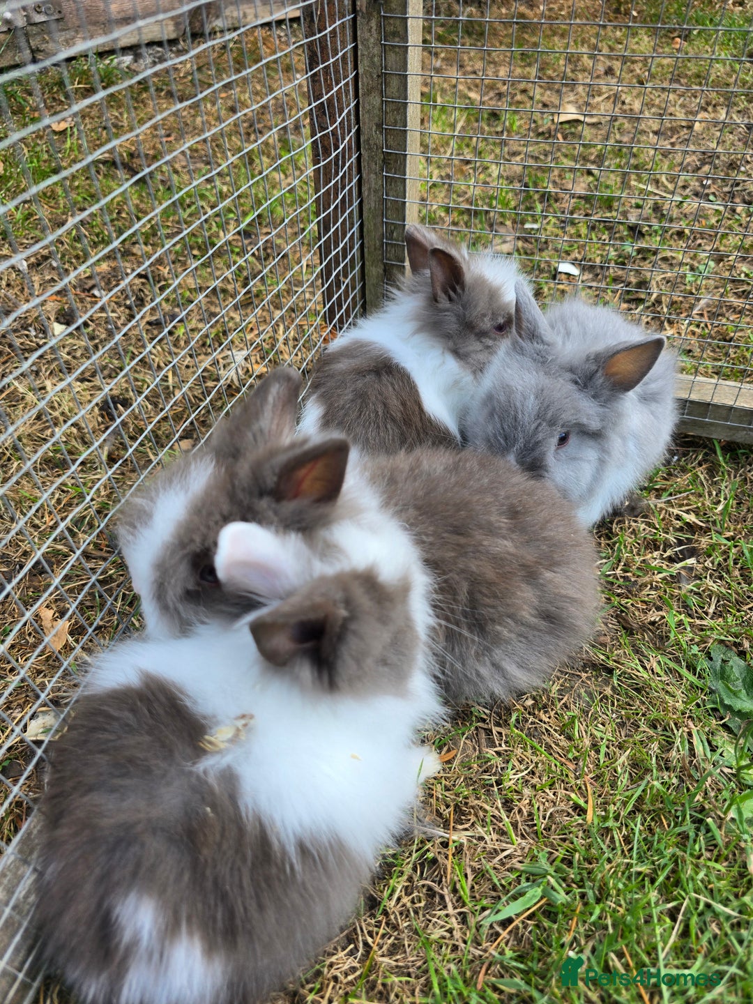 Lionhead rabbits for sale: Lionhead Bunnies - Image 4