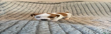 Jack Russell Puppy 1