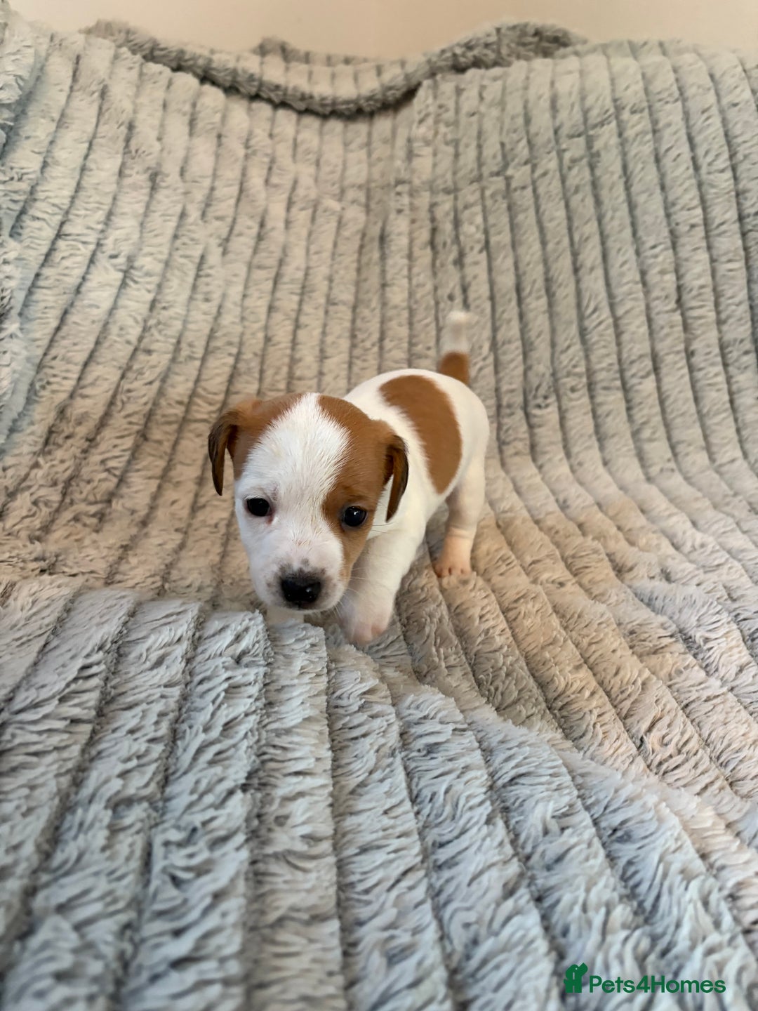 Jack Russell dogs for sale: Jack Russell puppies for sale - Advert 4