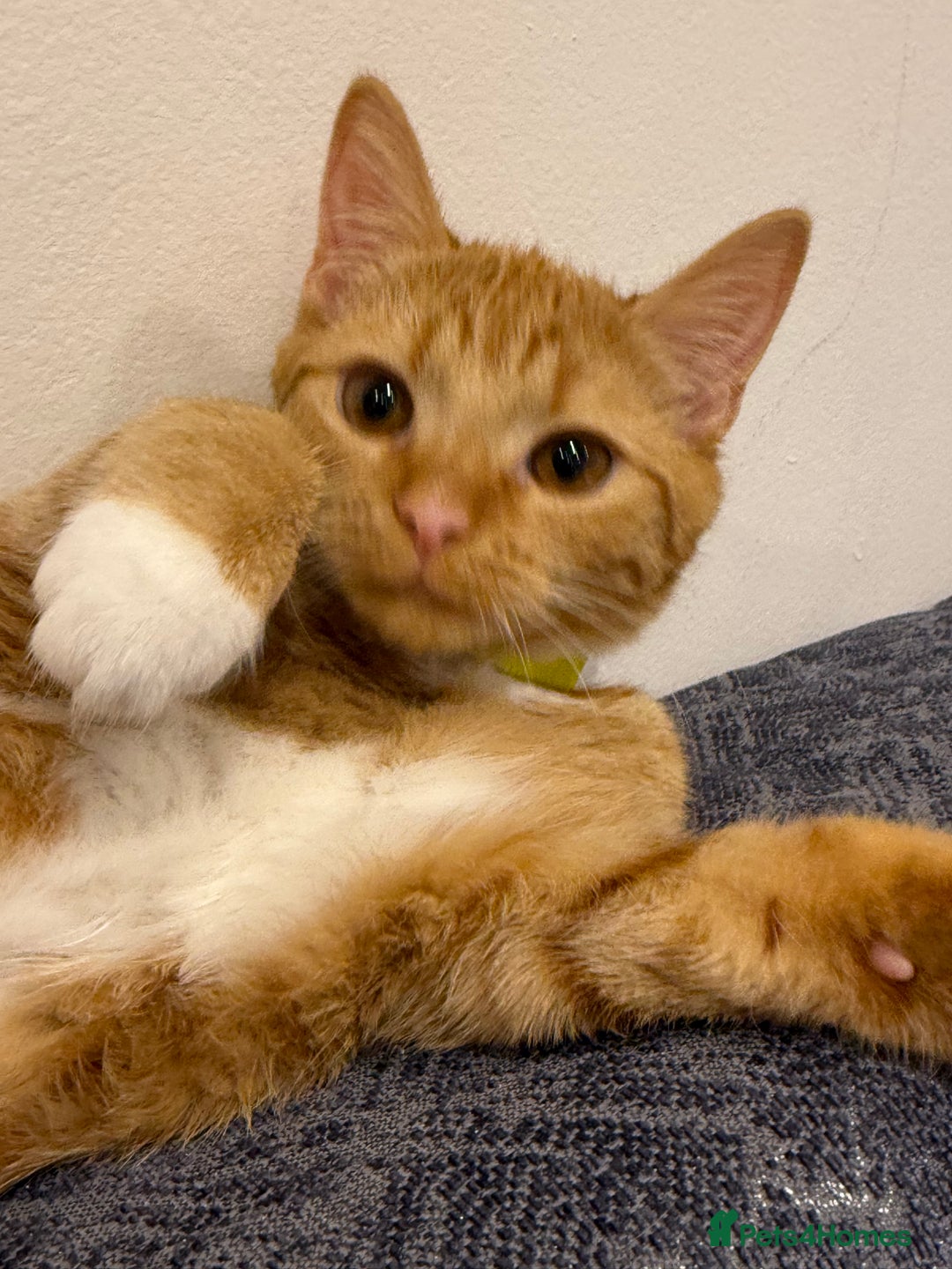 Mixed Breed cats for sale: Ginger cat/ 7 months old  - Image 22