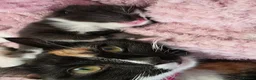 Mixed Breed cats for sale: 5 beautiful fluffy kittens - Advert 1