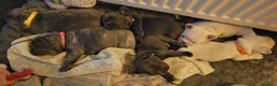 French Bulldog dogs for sale: Frenchie babies looking for their forever homes in Deeside - Advert 4