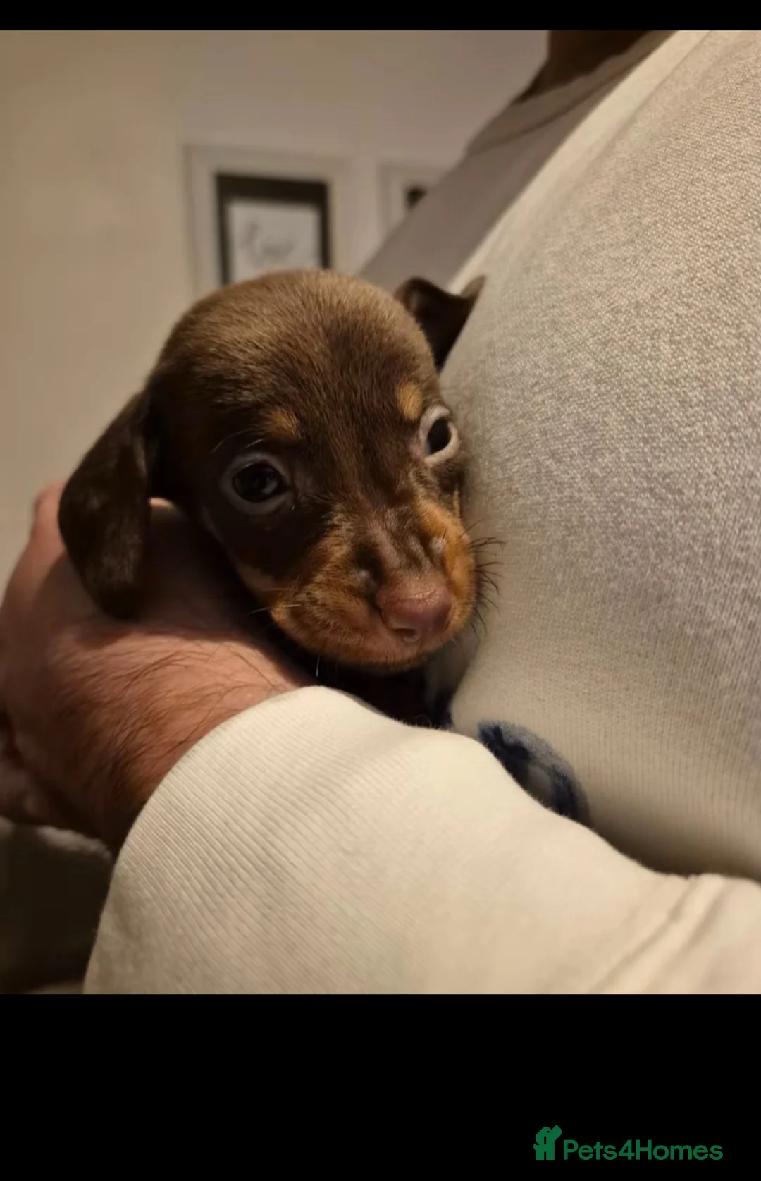Miniature Dachshund dogs for sale: Stunning Litter of Mniature Dachshund Puppies - Advert 24