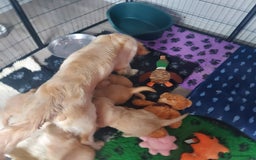 Golden Retriever dogs for sale: STUNNING Golden Retriever pups (1 BOY LEFT)  - Image 9