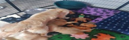 Golden Retriever dogs for sale: STUNNING Golden Retriever pups (1 BOY LEFT)  - Advert 9