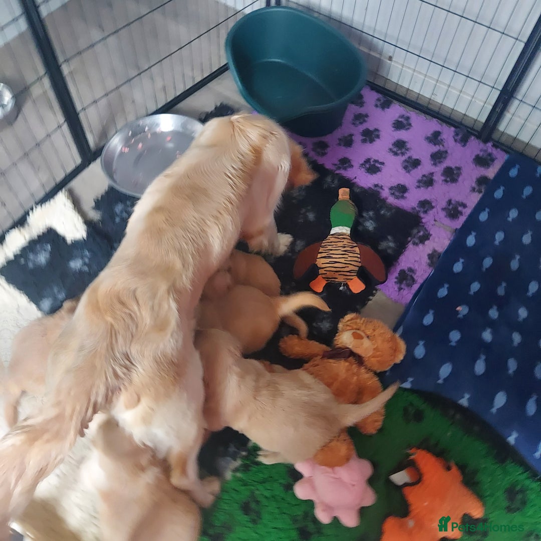 Golden Retriever dogs for sale: STUNNING Golden Retriever pups (1 BOY LEFT)  - Image 9