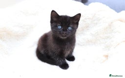 Mixed Breed cats for sale: Adorable Kittens Ready SOON - Image 5