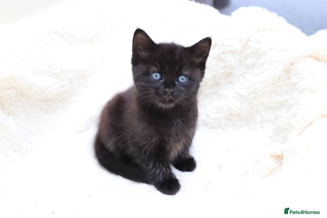 Mixed Breed cats for sale: Adorable Kittens Ready SOON - Image 5