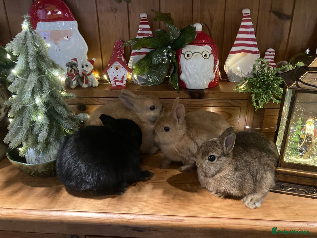 Netherland Dwarf rabbits for sale: Pure bred Netherland Dwarf Rabbits - Advert 3