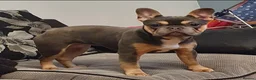 French Bulldog dogs for sale: Gorgeous little frenchie fur babies - Advert 6