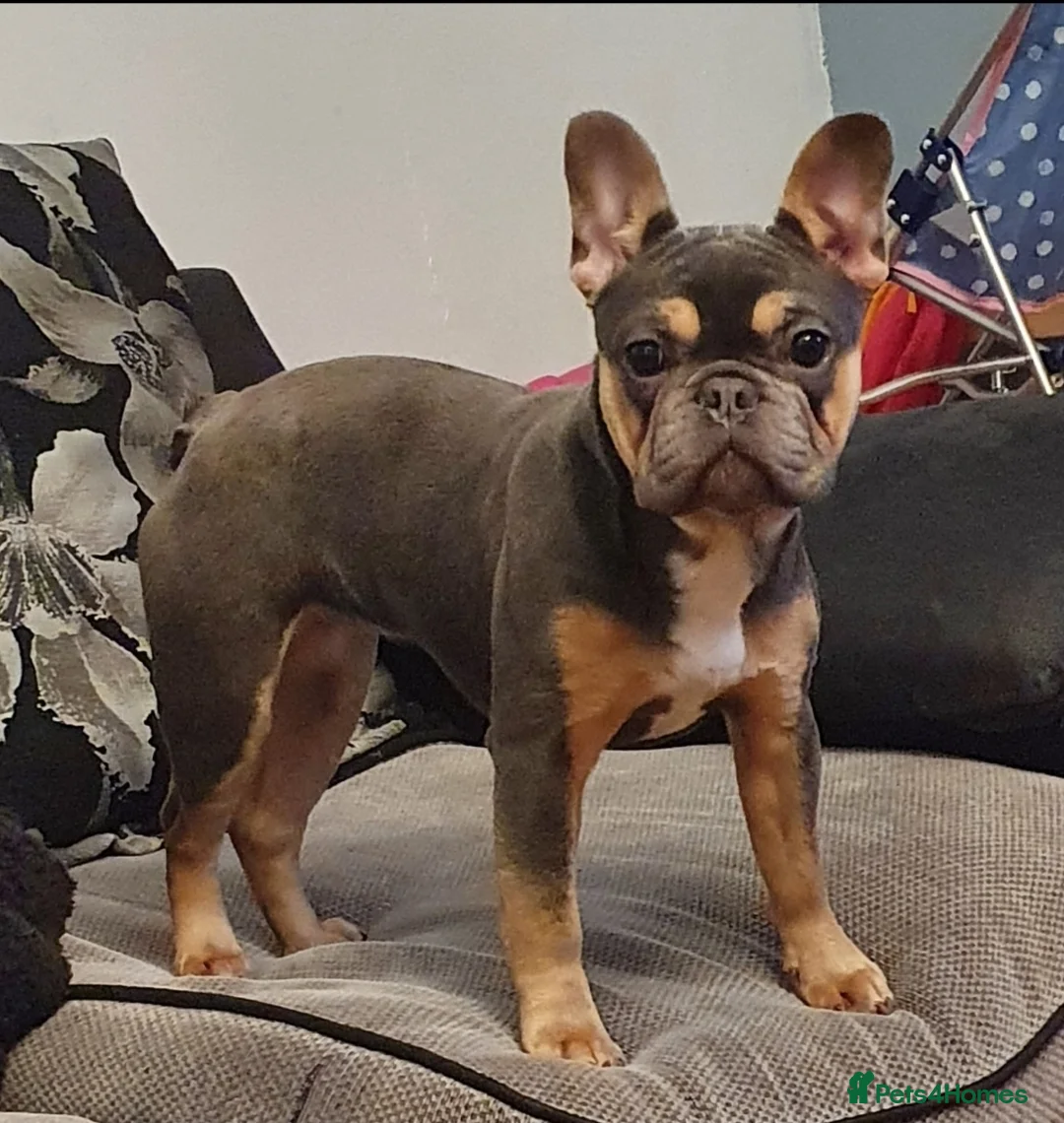 French Bulldog dogs for sale: Gorgeous little frenchie fur babies - Advert 6