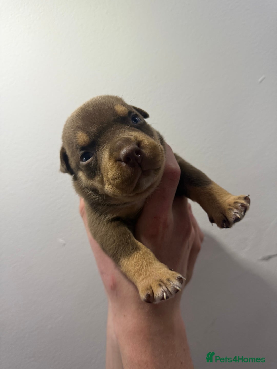 American Bully dogs for sale: Beautiful little pocket bullies for sale - Advert 16