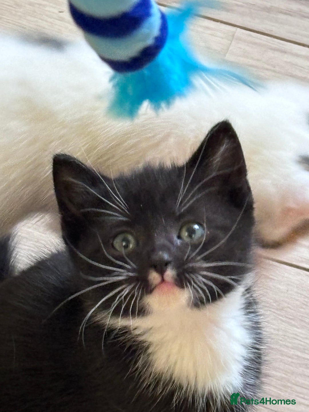 Mixed Breed cats for sale: Kittens seeking 5⭐️ forever homes - Image 5