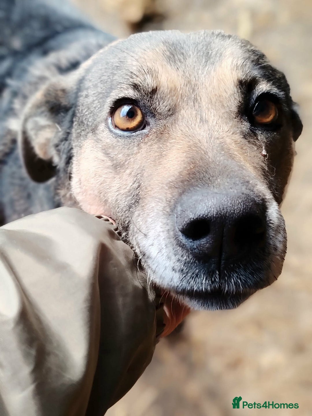 Mixed Breed dogs for adoption: Heart 💖  - Advert 6