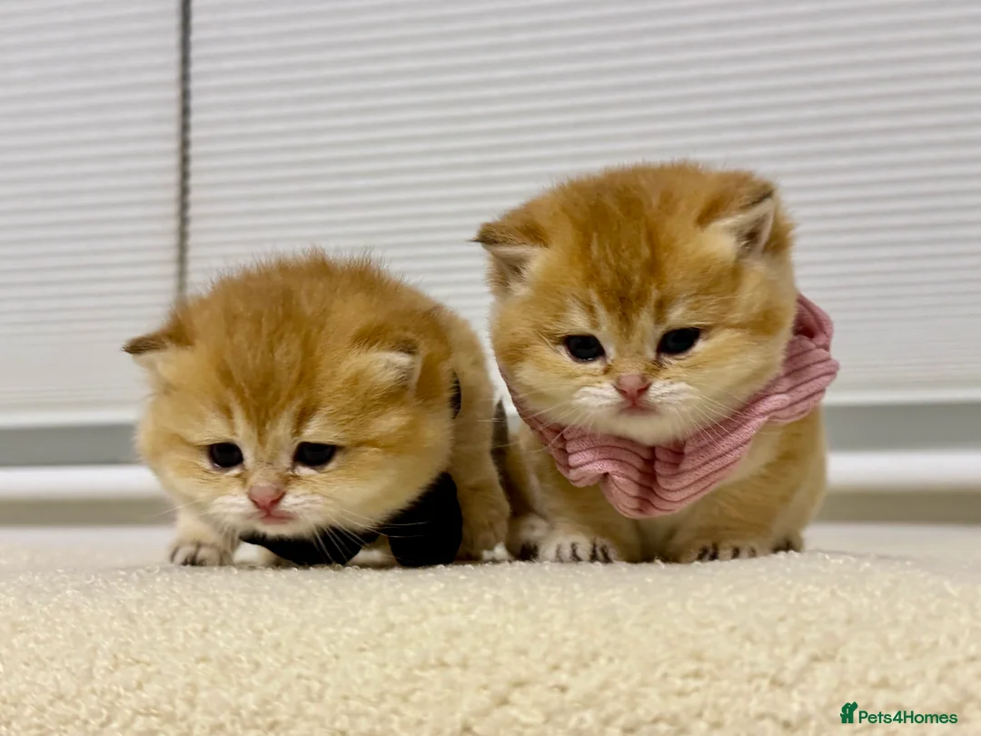 British Shorthair cats for sale: Adorable British Shorthair Kittens 🐾 - Advert 1