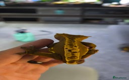 Gecko reptiles for sale: Male crested gecko  - Image 2