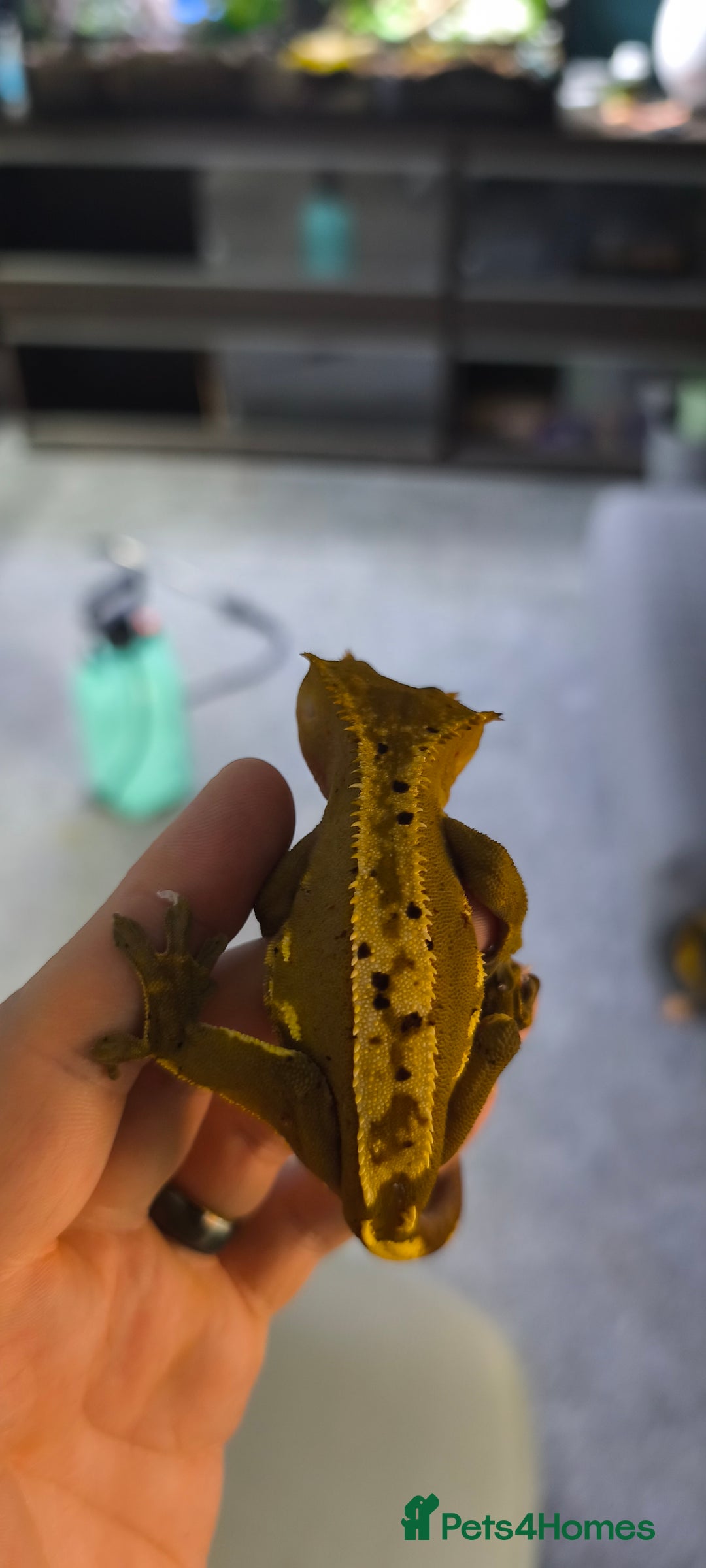 Gecko reptiles for sale: Male crested gecko  - Image 2