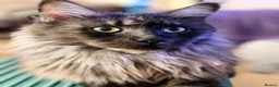 Maine Coon cats for sale: TICA registered pure breed Maine coon kittens - Advert 16
