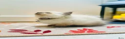 Ragdoll cats for sale: Pedigree ragdolls with docs and certificates - Advert 15