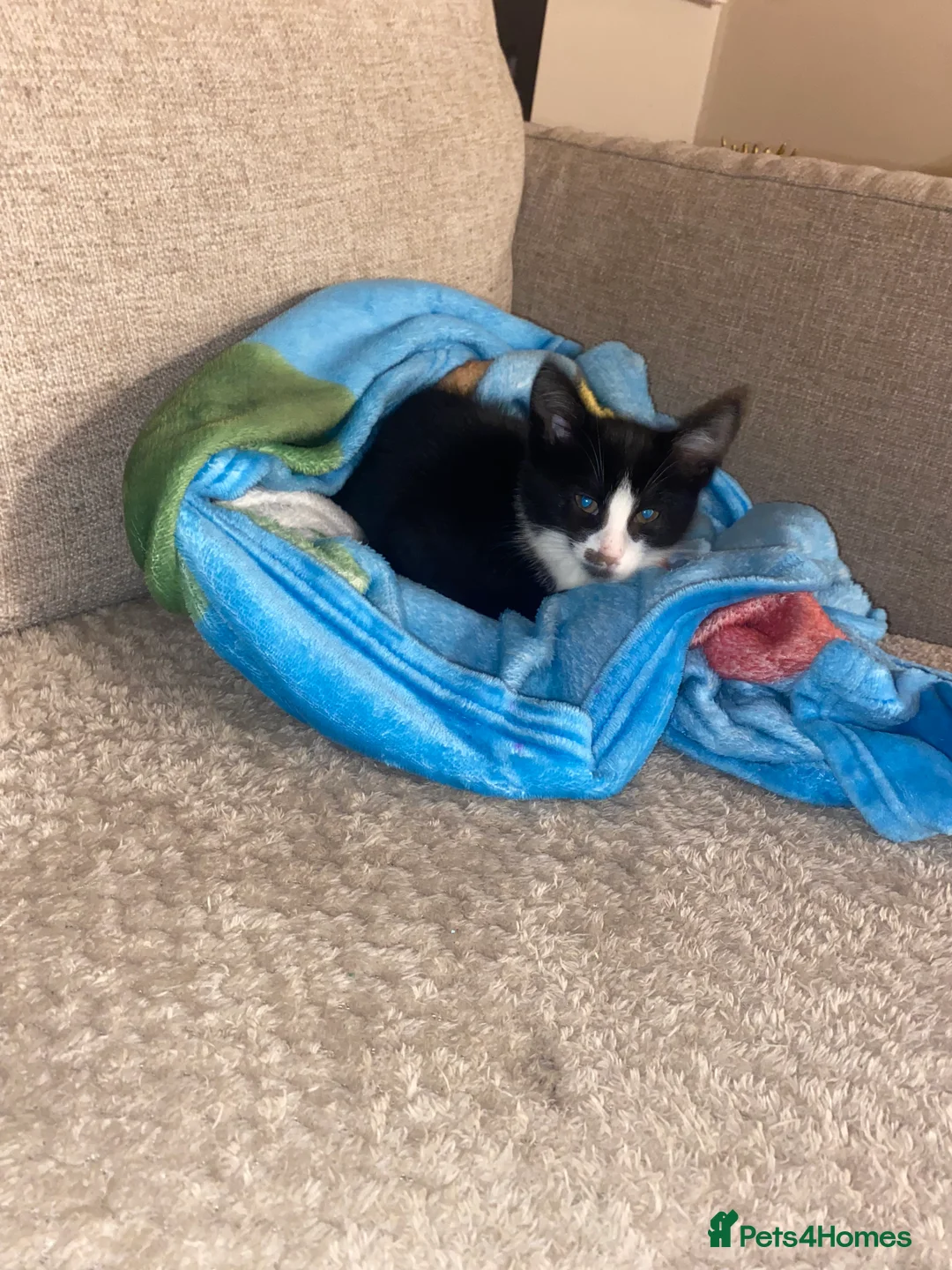 British Shorthair cats for sale: Playful and loving kittens.  - Advert 4