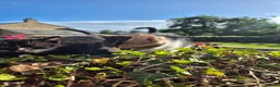 Mixed Breed cats for sale: TABBY KITTENS - READY NOW - Advert 10