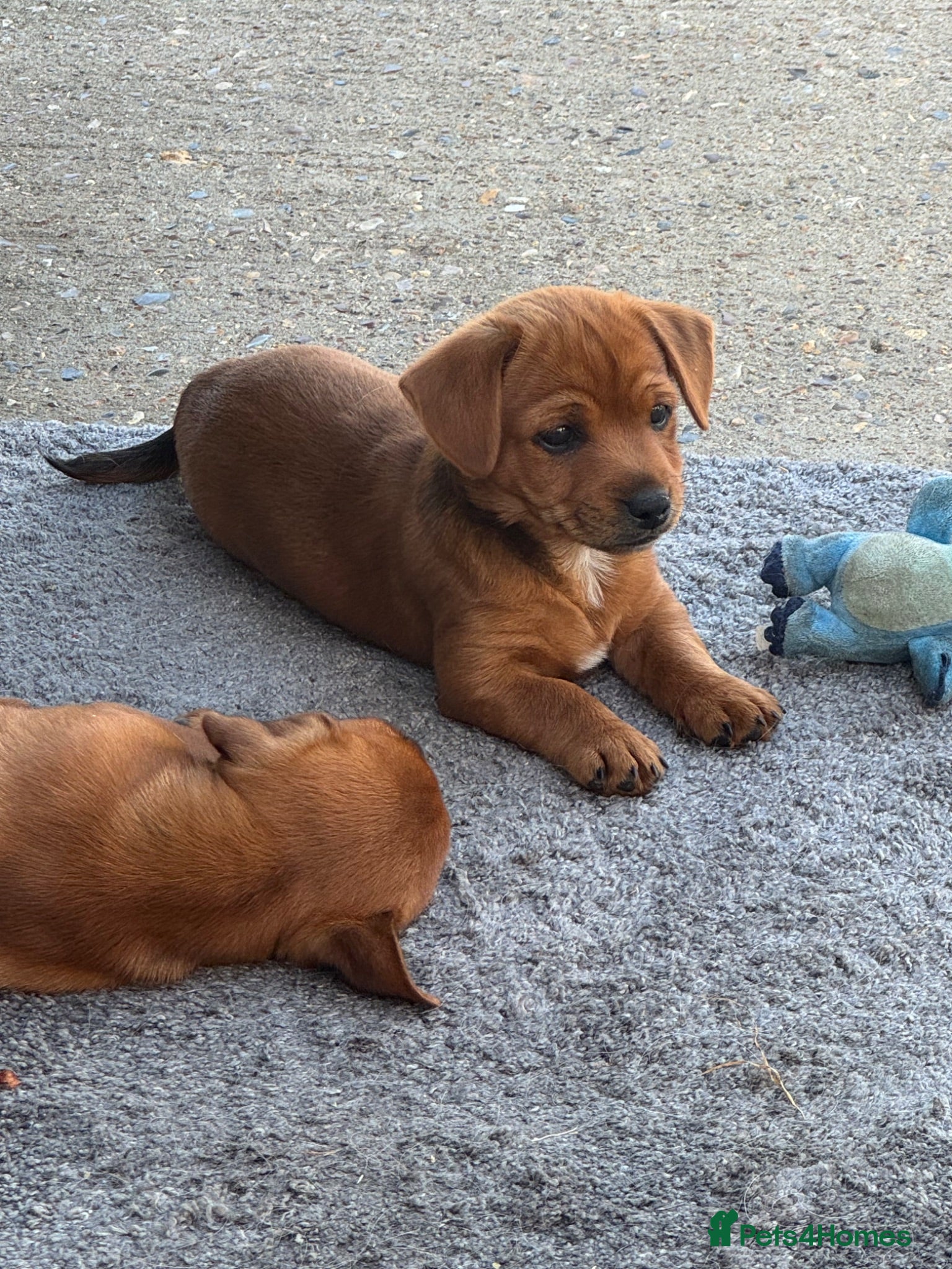 Mixed Breed dogs 2 mixed puppies looking for a new home. - Advert 2