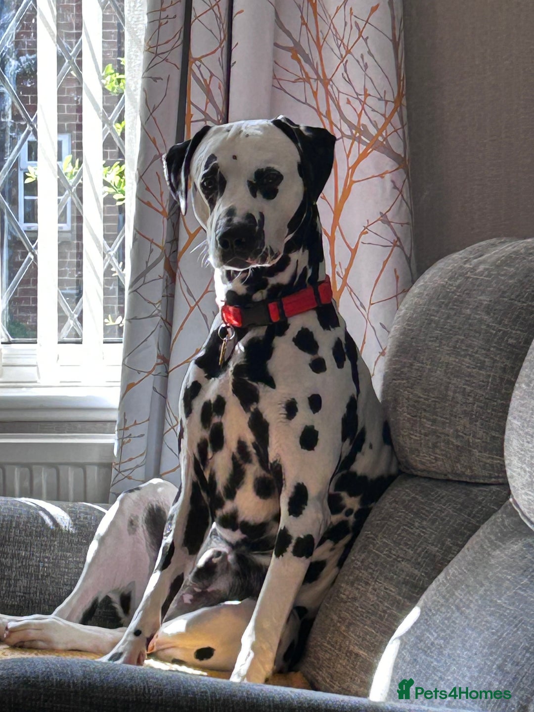 Dalmatian dogs for stud: Handsome boy for stud in Doncaster - Image 10