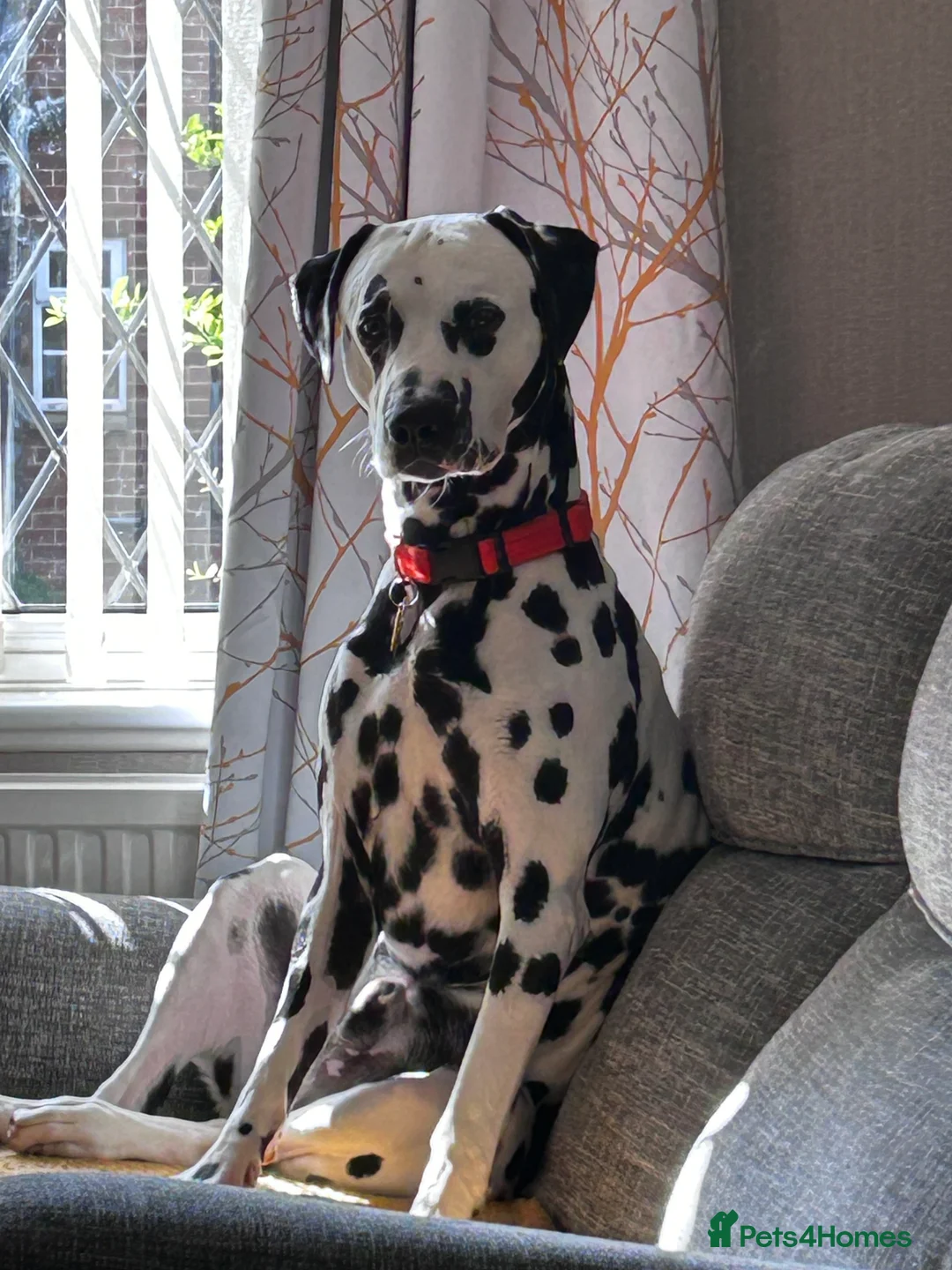 Dalmatian dogs for stud: Handsome boy for stud in Doncaster - Advert 10