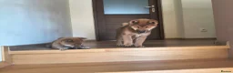 Japanese Shiba Inu dogs for sale: Pure Breed Japanese Shiba Inu Puppies  in Goole - Advert 28