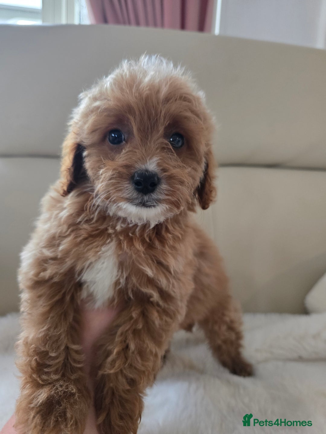 Cavapoo dogs for sale: Cavapoobabiesuk litter has arrived - Advert 13