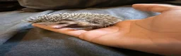 Pygmy Hedgehog rodents for sale: Baby Pygmy Hedgehogs for Sale - Advert 8