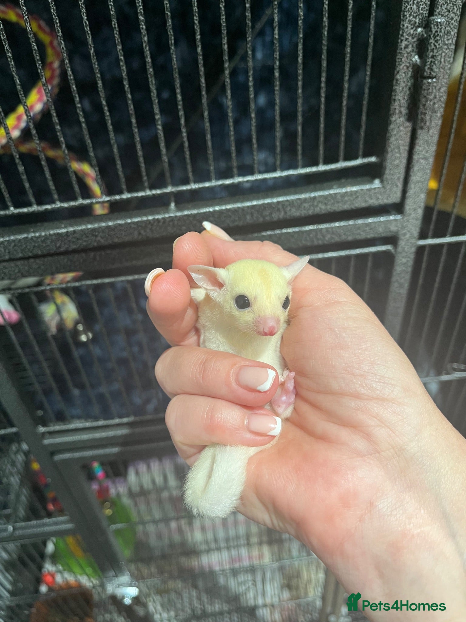 Sugar Glider rodents Male & Female Leu Joeys  - Advert 10
