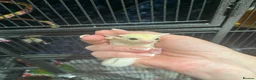 Sugar Glider rodents for sale: Male & Female gliders ready now  - Advert 10