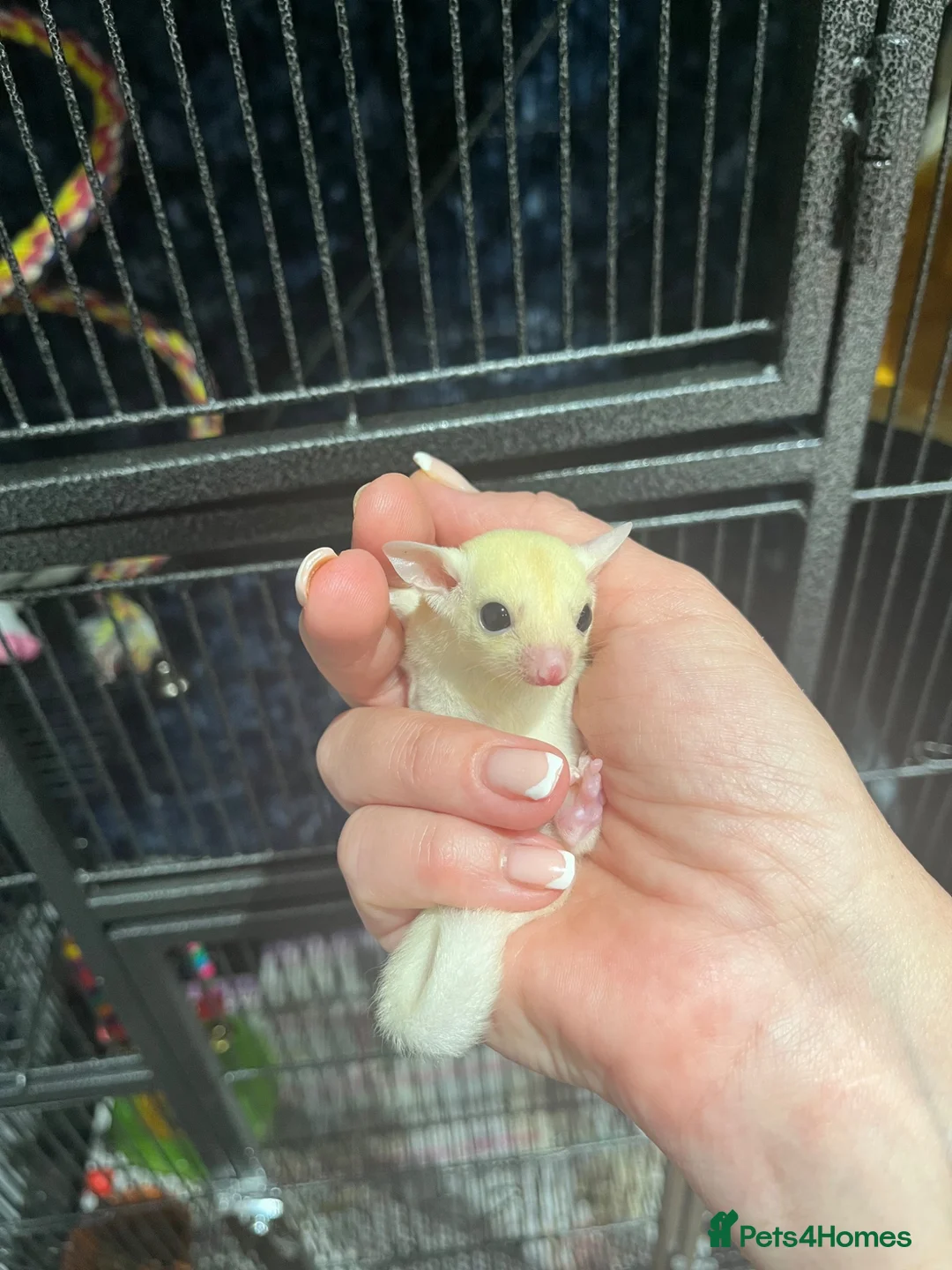 Sugar Glider rodents for sale: Male & Female gliders ready now  - Advert 10