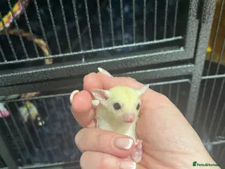 Sugar Glider rodents Male & Female Leu Joeys - Advert 10