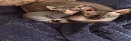 Sphynx cats for sale: Beautiful Sphynx baby girl - Advert 8