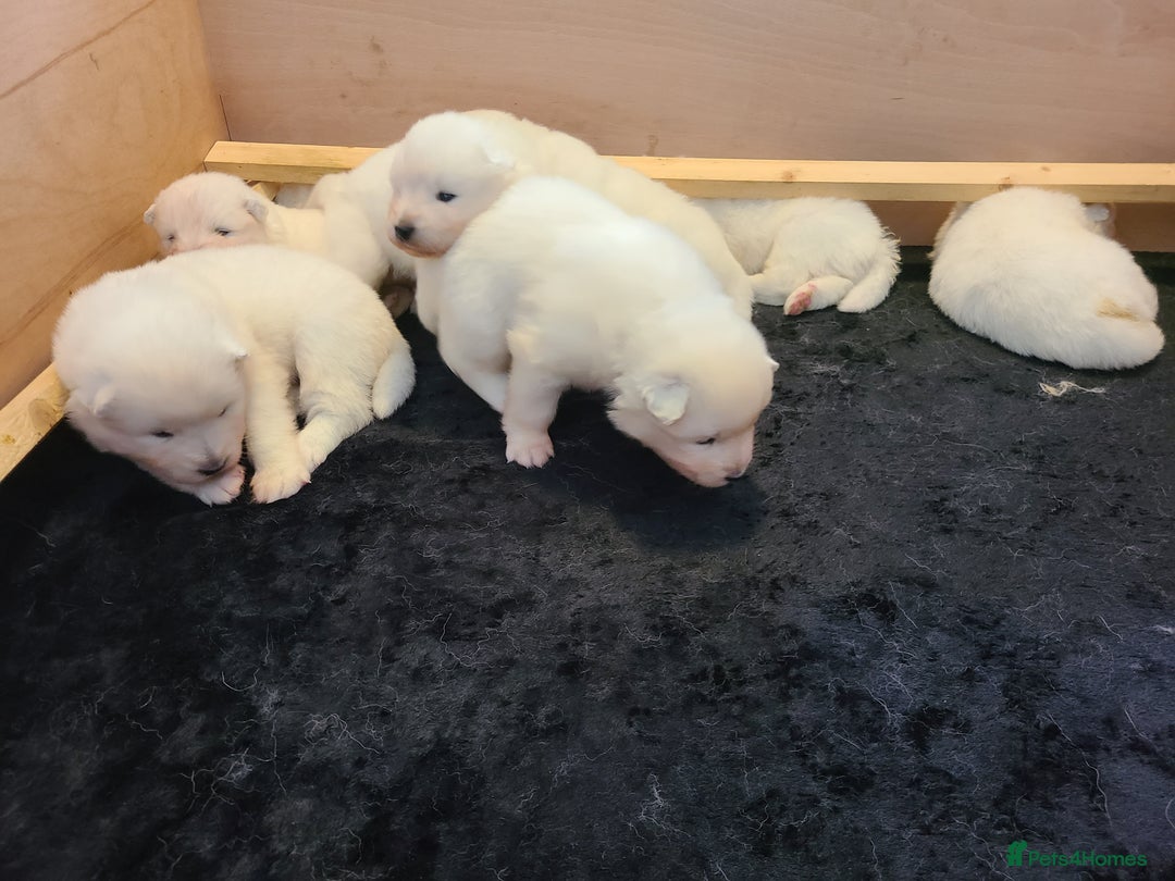 Samoyed dogs for sale: 🐾 Exceptional Pedigree Samoyed Puppies  🐾 - Image 17