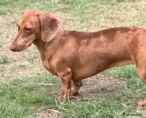 Dachshund dogs Dauchund Puppies for Sale - Advert 11