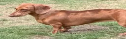 Dachshund dogs for sale: Dauchund Puppies for Sale - Advert 1