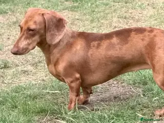 Dachshund dogs Dauchund Puppies for Sale - Advert 6